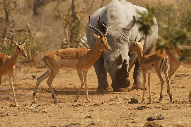 5 Day Mid Range Tanzania Safari - Reviews and Ratings