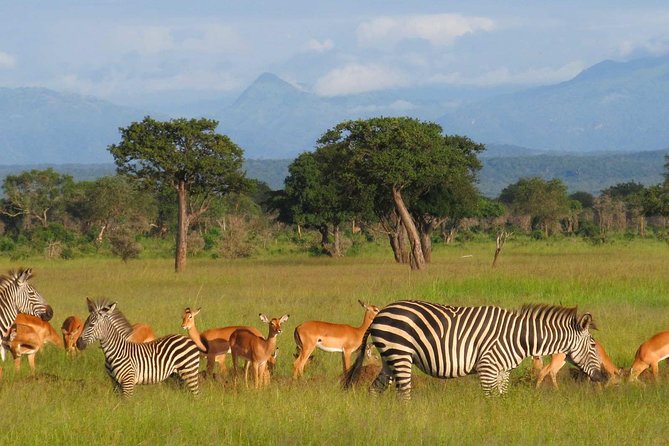 5-Day Mikumi & Ruaha Tanzania Wildlife Lodge Safari - Key Points