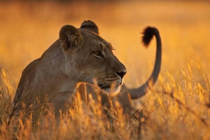 5-Day Mikumi & Ruaha Tanzania Wildlife Lodge Safari - Meal Inclusions