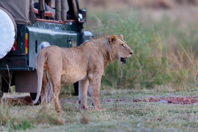 5-Day Mikumi & Ruaha Tanzania Wildlife Lodge Safari - Accessibility and Participation
