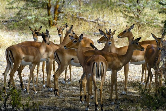 5-Day Mikumi & Ruaha Tanzania Wildlife Lodge Safari - Guest Reviews