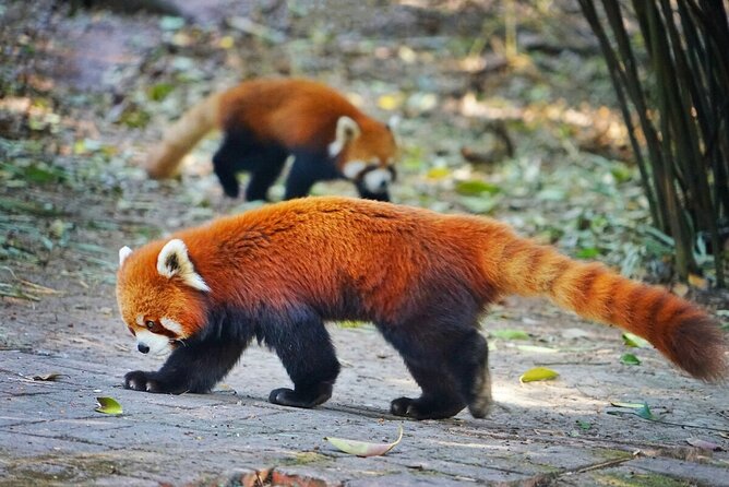 5 Day Natural Panda Paradise Tour in Chengdu - Accessibility and Participation