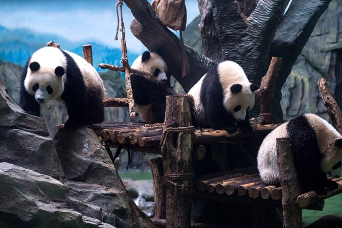 5 Day Natural Panda Paradise Tour in Chengdu - Dates and Availability