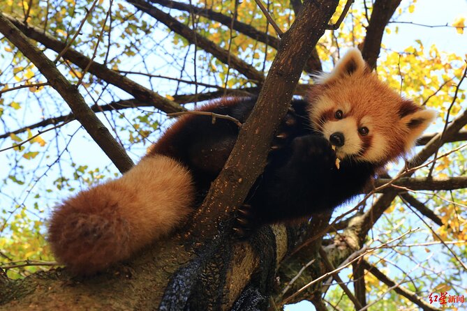 5 Day Natural Panda Paradise Tour in Chengdu - Tour Highlights