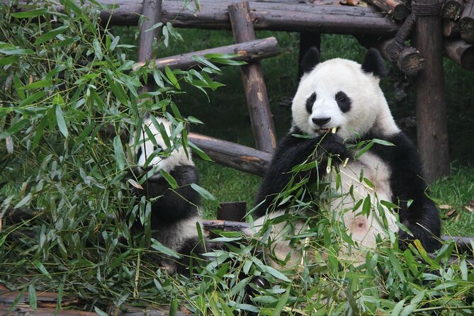 5 Day Natural Panda Paradise Tour in Chengdu - Itinerary