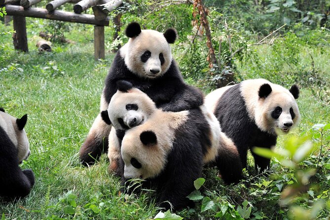 5 Day Natural Panda Paradise Tour in Chengdu - About the Operator