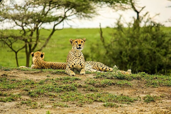5-Day Ngorongoro Crater and Lake Manyara Safari From Arusha - Typical Safari Itinerary