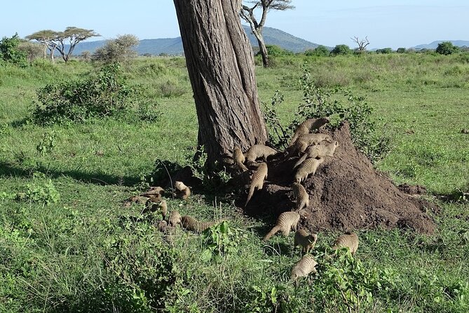 5-Day Ngorongoro Crater and Lake Manyara Safari From Arusha - Packing and Preparation