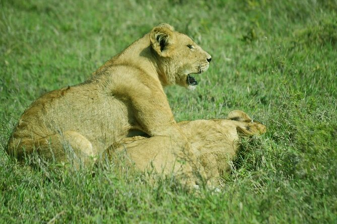 5-Day Ngorongoro Crater and Lake Manyara Safari From Arusha - Safety and Health Considerations