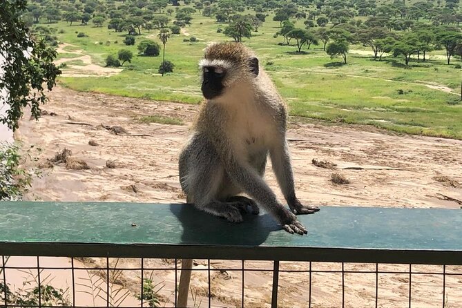 5-Day Ngorongoro Crater and Lake Manyara Safari From Arusha - Booking and Pricing Details
