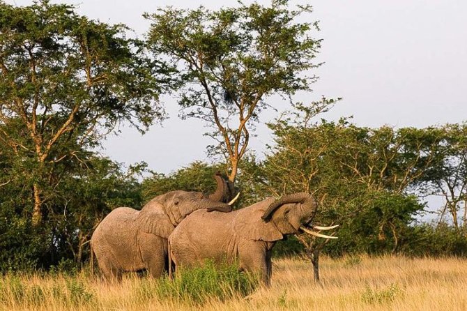 5-Day Pearl of Africa Chimps and Gorilla Trekking Safari - Key Points