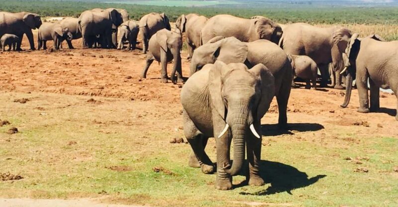 5-Day Private Garden Route Tour Package From Cape Town - Itinerary: Day 2 - Route 62 to Knysna