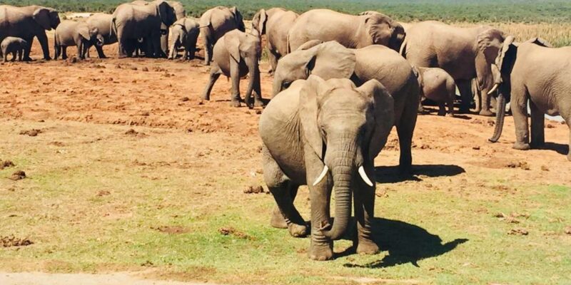 5-Day Private Garden Route Tour Package From Cape Town - Itinerary: Day 4 - Knysna and Plettenberg Bay