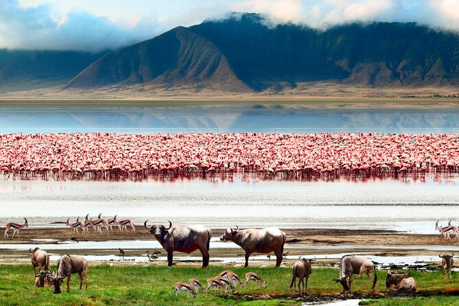 5 Day Private Guided Wildebeest Migration Tour - Meeting and Pickup Details