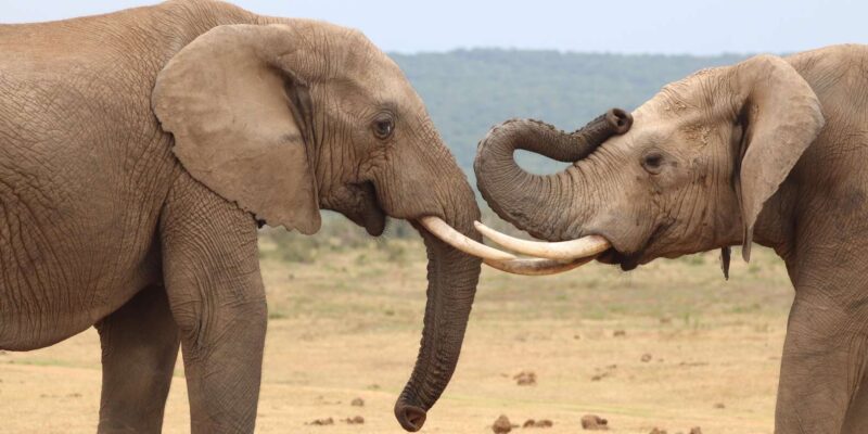 5 Day Private Luxury Safari Garden Route Classic From CPT - Itinerary Highlights