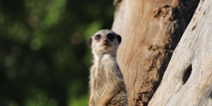 5 Day Private Luxury Safari Garden Route Classic From CPT - Cancellation Policy