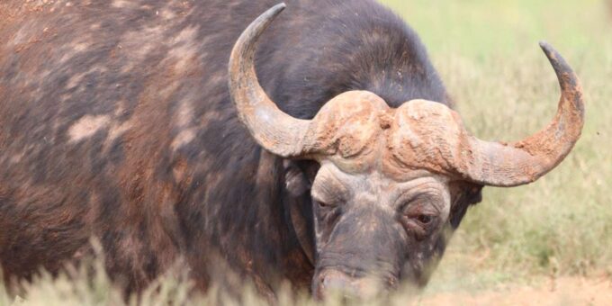 5 Day Private Luxury Safari Garden Route Classic From CPT - Payment Options