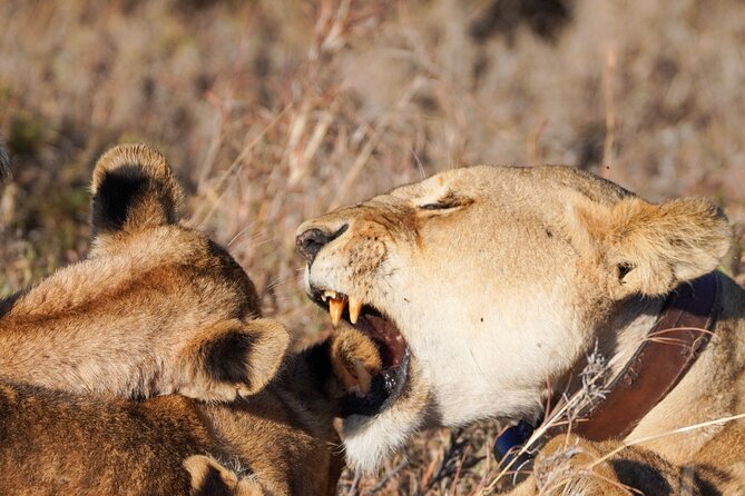5-Day Private Midrange Tour in Arusha With Airport Pickup - Tarangire National Park