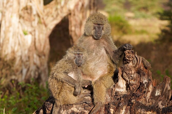 5-Day Private Midrange Tour in Arusha With Airport Pickup - Lake Manyara National Park