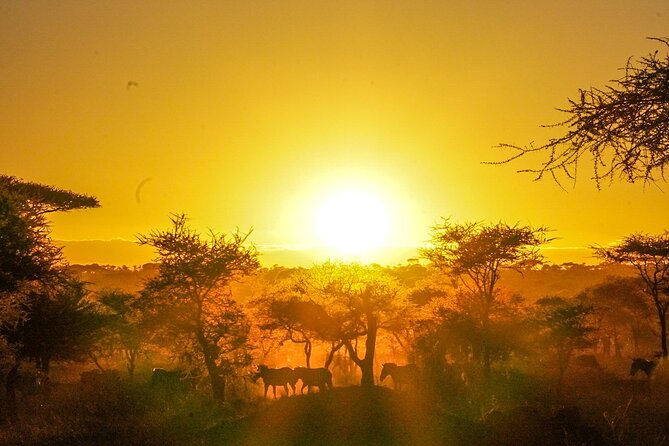5-Day Private Midrange Tour in Arusha With Airport Pickup - Serengeti National Park