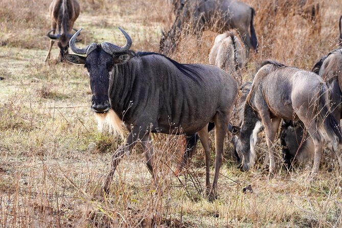 5-Day Private Midrange Tour in Arusha With Airport Pickup - Logistics and Confirmation