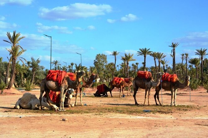5 Day Private Morocco Tour From Casablanca - Customer Feedback