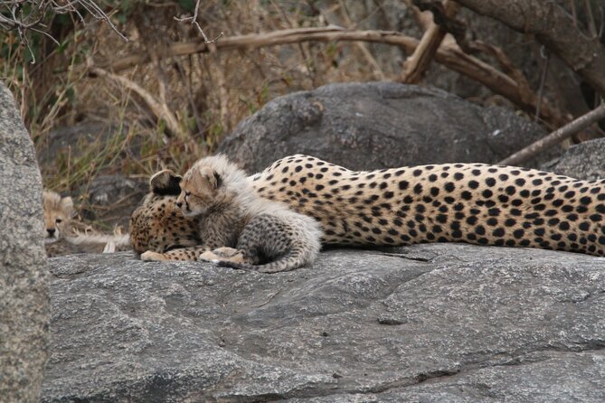 5-Day Private Northern Tanzania Safari From Arusha - Tour Details