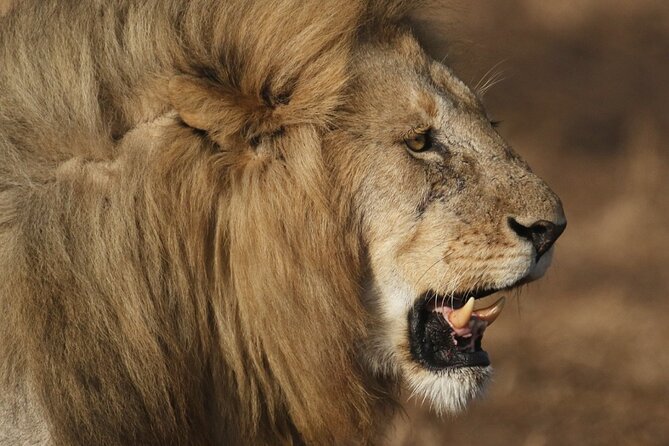 5-Day Private Safari in Serengeti Np & Ngorongoro Crater - Key Points