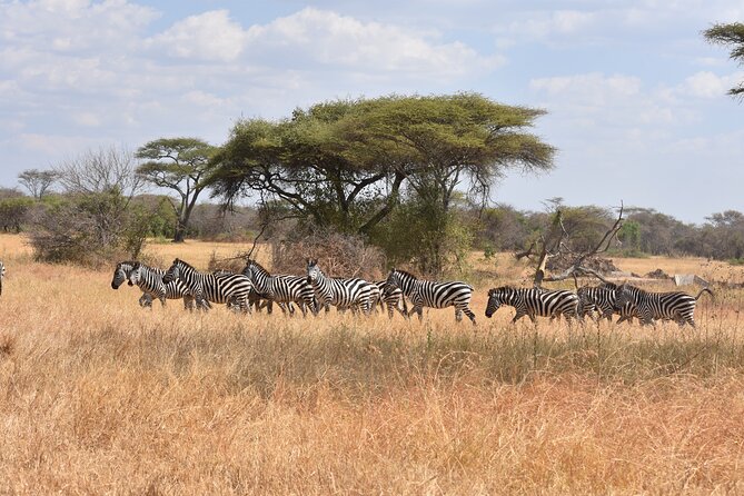 5-Day Private Safari in Serengeti Np & Ngorongoro Crater - Inclusions and Exclusions