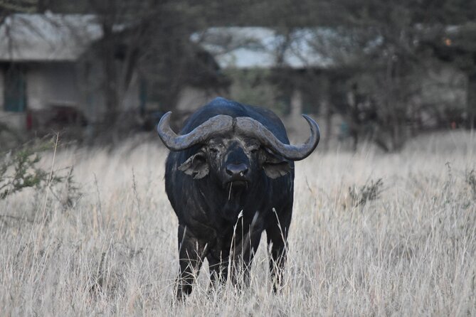 5-Day Private Safari in Serengeti Np & Ngorongoro Crater - Safari Itinerary Day 1