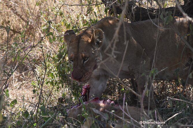 5-Day Private Safari in Serengeti Np & Ngorongoro Crater - Safari Itinerary Day 3