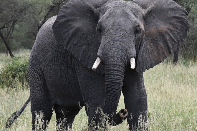 5-Day Private Safari in Serengeti Np & Ngorongoro Crater - Safari Itinerary Day 4