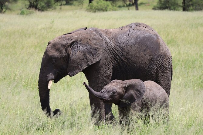 5-Day Private Safari in the Serengeti With Accommodation - Accommodation and Amenities