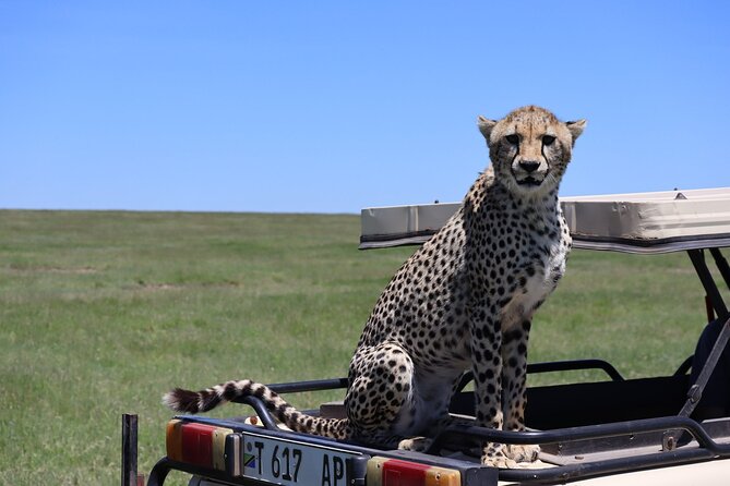 5-Day Private Safari in the Serengeti With Accommodation - Daily Safari Itinerary
