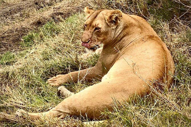 5-Day Private Safari in the Serengeti With Accommodation - Safety and Health Considerations