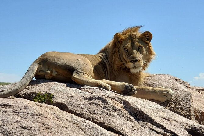 5-Day Private Safari in the Serengeti With Accommodation - Booking and Cancellation