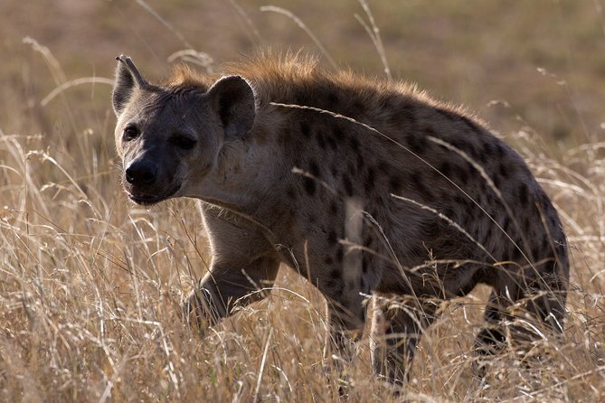 5-Day Private Safari Tour in Northern Tanzania - Confirmation and Accessibility