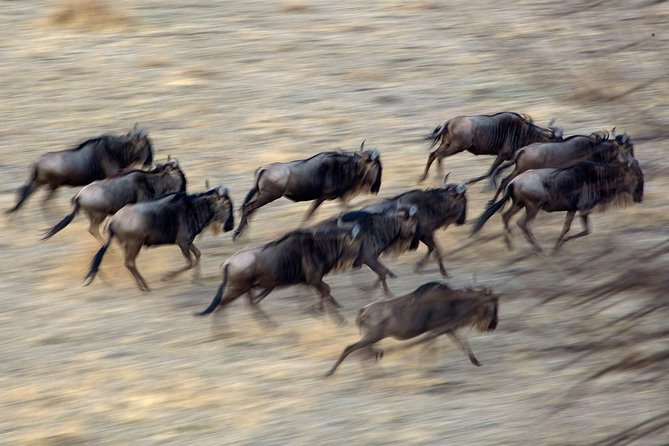 5-Day Private Safari Tour in Northern Tanzania - Booking and Pricing