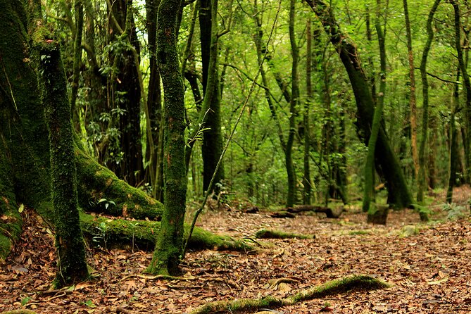 5-Day Private Tour in Meghalaya With Meals and Accommodation - Dining Experiences