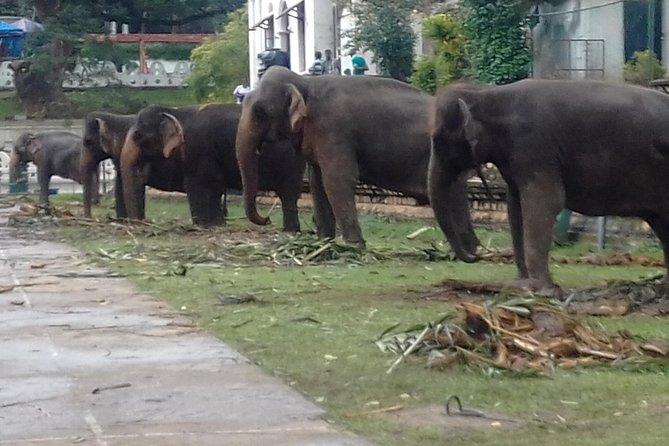 5 Day Private Tour Sri Lanka - Reviews
