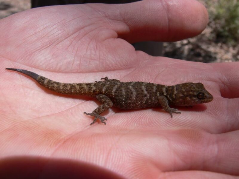5-Day SA Outback Eco Tour From Coober Pedy to Adelaide - Oodnadatta Track Adventure