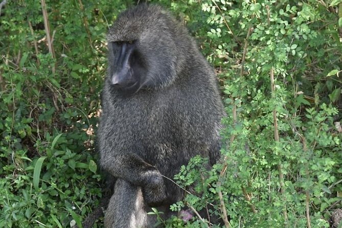 5-Day Safari in Maasai Mara, Lake Nakuru and Naivasha - Overview of the Safari