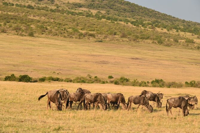 5-Day Safari in Maasai Mara, Lake Nakuru and Naivasha - Included Meals and Dining