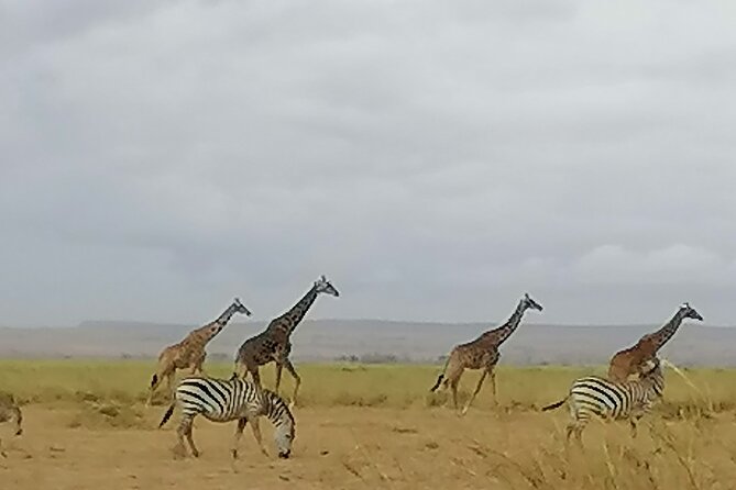 5-Day Safari in Maasai Mara, Lake Nakuru and Naivasha - Pickup and Meeting Details