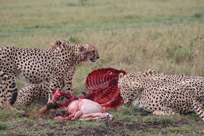 5-Day Safari in Maasai Mara, Lake Nakuru and Naivasha - Pricing Structure and Booking