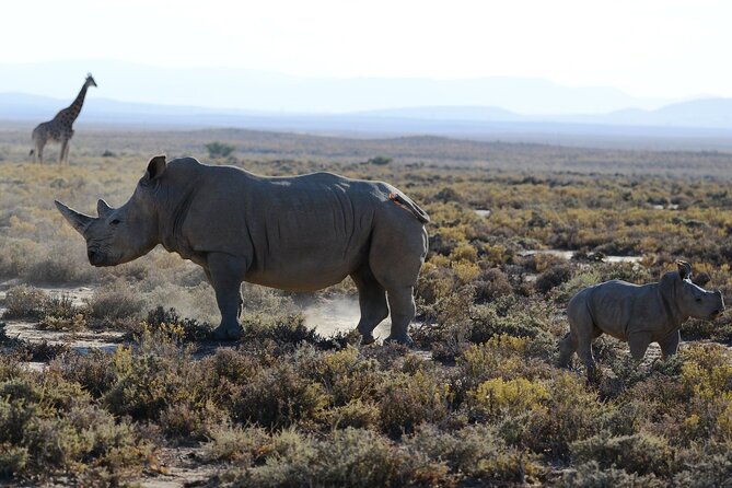 5 Day Safari Tour to Tarangire Lake Manyara and the Ngorongoro - Pricing and Cancellation