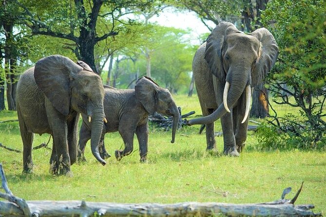 5 Day Safari Tour to Tarangire Lake Manyara and the Ngorongoro - Unique Accommodations