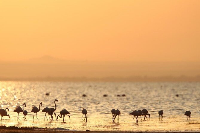 5 Day: Scenic Northern Circuit Safari - Safari Overview