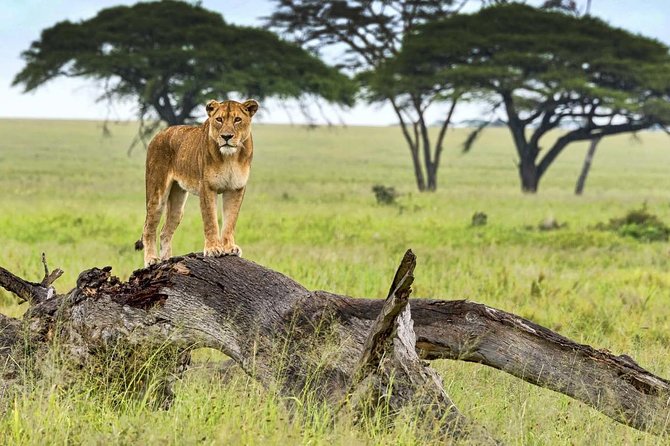 5 Day Serena Luxury Tanzania Safari - Dining Experiences