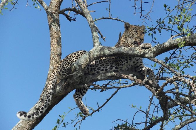 5 Day Serengeti, Tarangire, & Ngorongoro & Manyara Grass Root Safari. - Tarangire National Park
